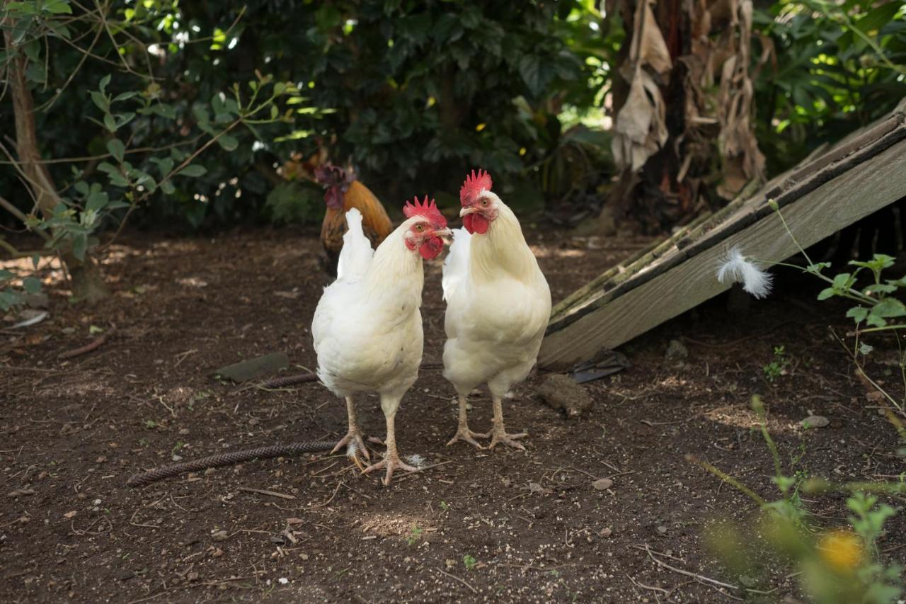 Quinta Da Cidade Ponta Delgada Zewnętrze zdjęcie